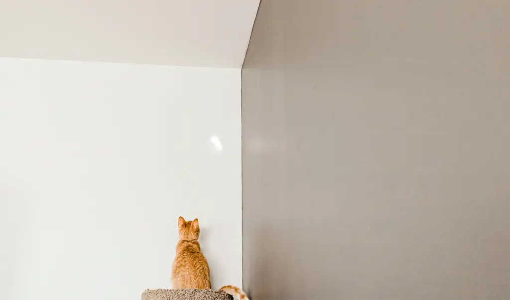 打造吸睛飲料店：台灣裝潢設計指南